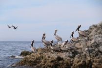 Pelicans at San Carlos, Sonora, Mexico